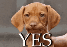 yes response to gif survey question